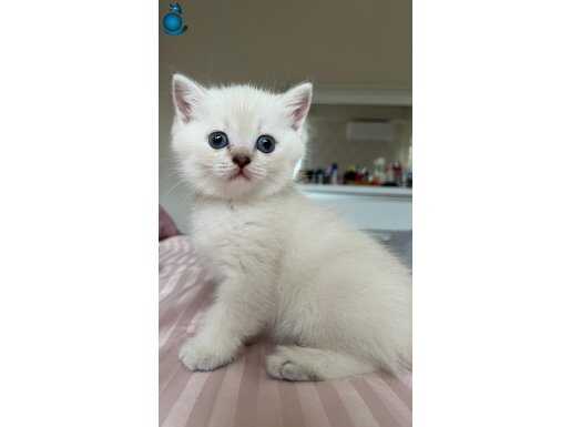 YAVRU SCOTTİSH FOLD