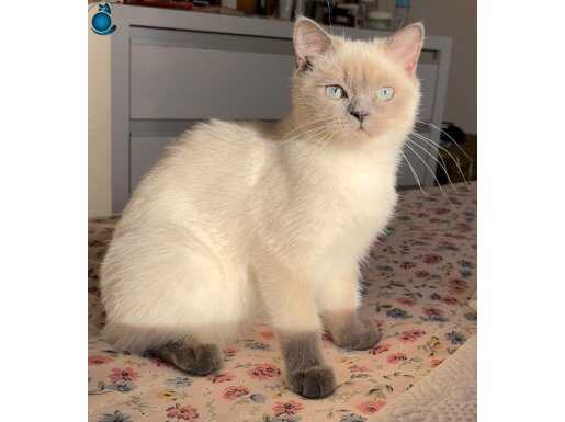 Blue Point British shorthair
