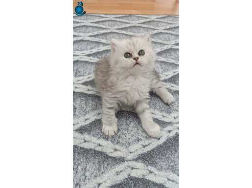 Orjinal srcli silver longhair yavru