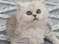 Orjinal srcli silver longhair yavru