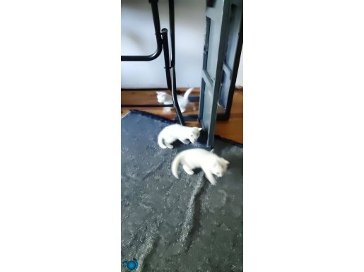 3 yaramaz kardeş çok tatlı ve çok hareketli ler sevimli şler