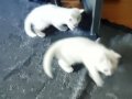 3 yaramaz kardeş çok tatlı ve çok hareketli ler sevimli şler