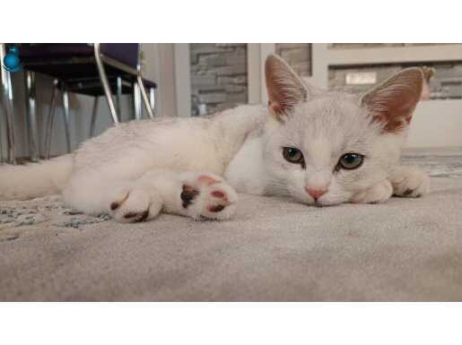 5 Aylık erkek kedi