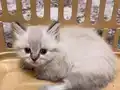 Kediler 2 aylıktır herhangi bir hastalıkları yoktur 