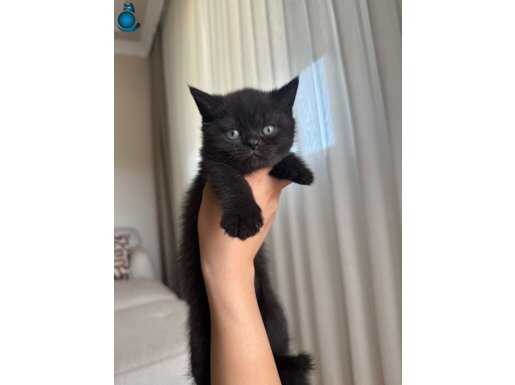 British shorthair yavru kedileri 