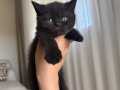British shorthair yavru kedileri 