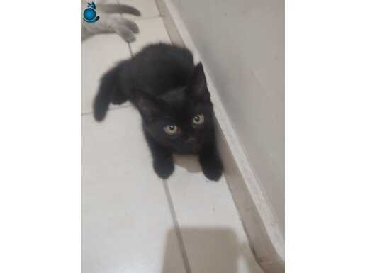 Siyah ve asil kedi ister misiniz