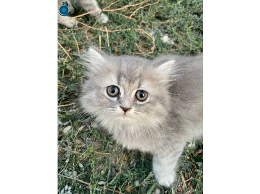 minik yavrularımız sahiplerini arıyor