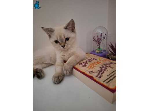 Güzeller güzeli dişi british shorthair 