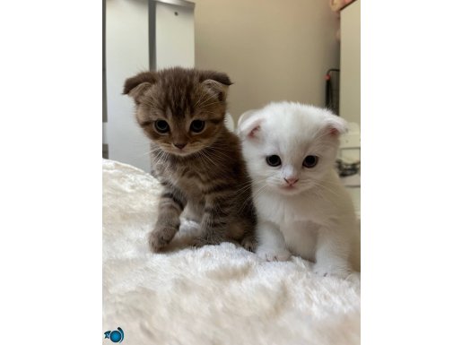 Scottish fold