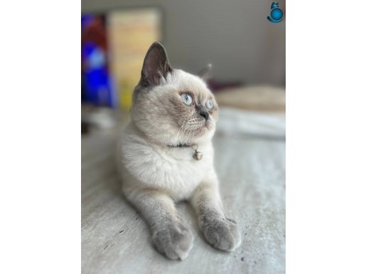 British blue point mavi gözlü ev bebeği