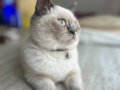 British blue point mavi gözlü ev bebeği