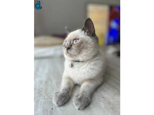 Mavi gözlü british ev bebeği