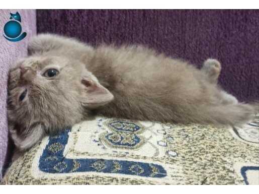 Kalbine bir dost arıyorsan o burada