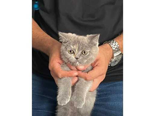 Cins kedi 