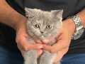 Cins kedi 