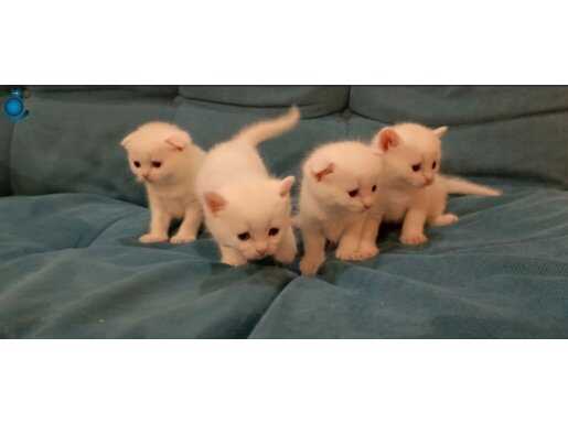 Scottish fold ve straigh