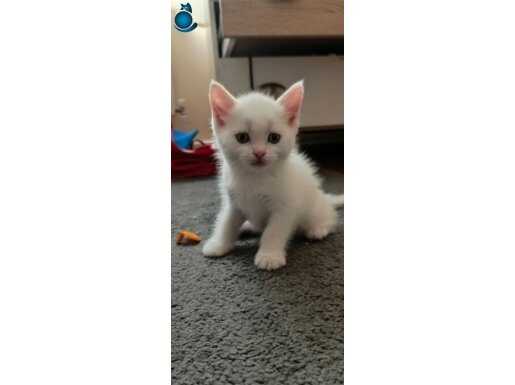 British stright short hair beyaz yavru