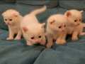 Scottish fold ve straigh