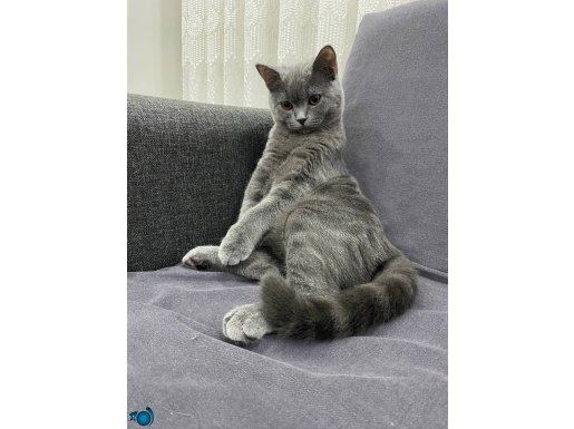 Ücretsiz sahiplendirme Sıcak yuva olur musun ? 