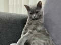 Ücretsiz sahiplendirme Sıcak yuva olur musun ? 