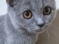 3 Aylık Dişi British Shorthair