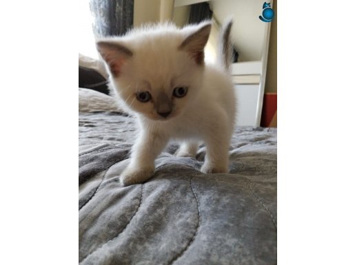 2 Aylık British Yavrularımız