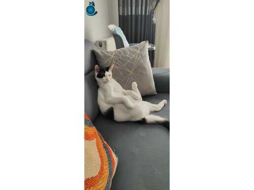 Oyuncu,Şefkatli, Sevgi manyağı Dişi Bebek
