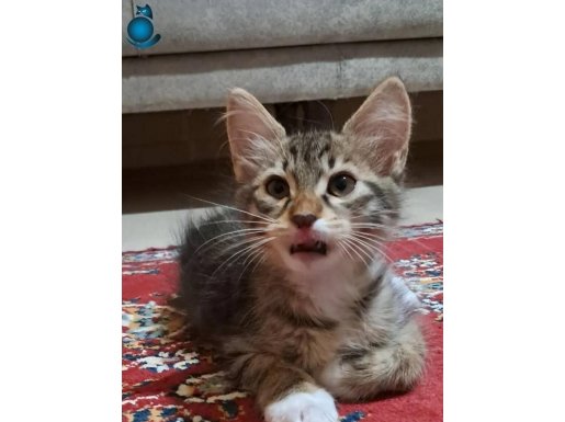 Bu sevimli dosta yuva olmak isterseniz lütfen ulaşın.