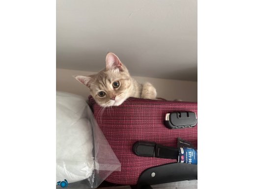 disi british shorthair kedimiz