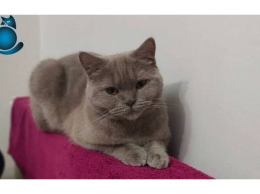 2 yaşında uysal bir kedi