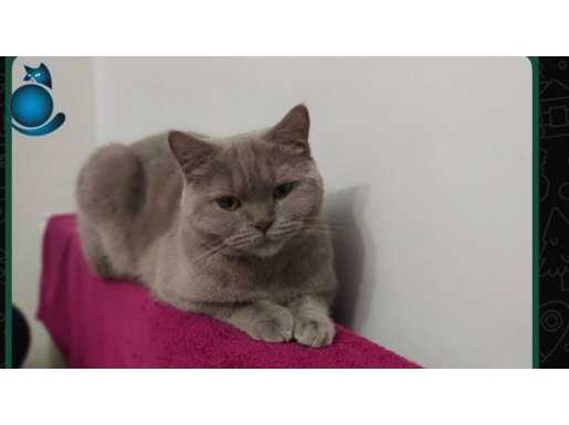 Uysal sakin çipli güzel bir kedi 