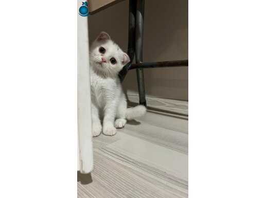 Çok tatlılar 