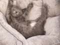 3 aylık bile olmayan 2 tane kedi