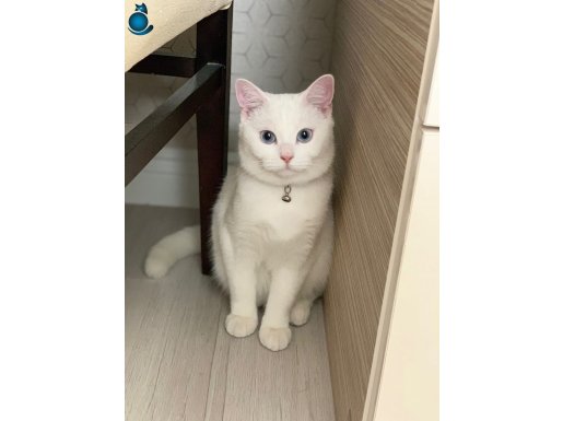 Lilamız Yeni Yuvasını Arıyor