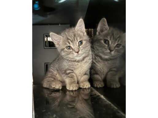 Bebek kedim2 ay a yakın 