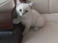 SEVİMLİ ORJİNAL BEYAZ BRİTİSH SHORTHAİR