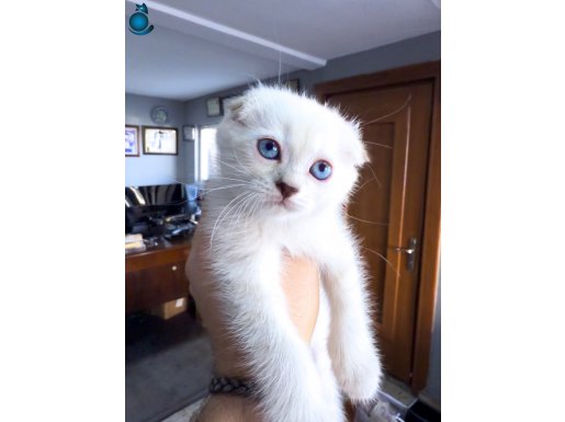 Dişi Düşük Kulak Scottish Fold Yavru