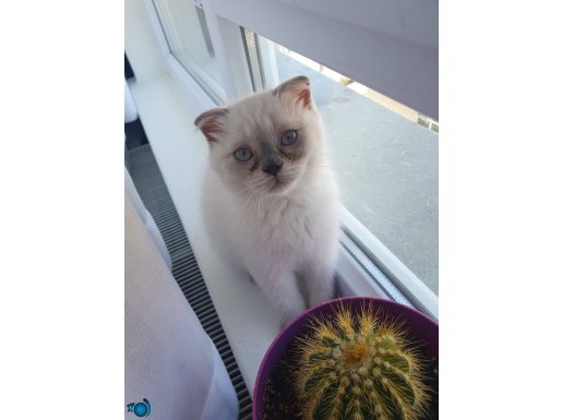 2.5 aylık erkek scottish fold blue point