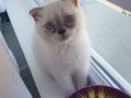 2.5 aylık erkek scottish fold blue point