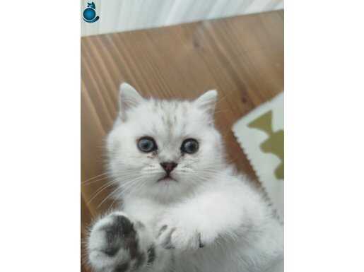 British shothair ev kedisi