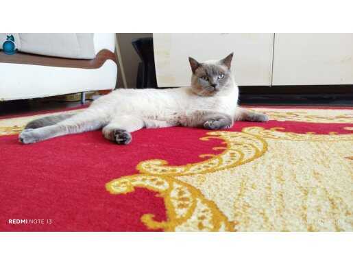 Blue point 1 yaşında erkek kedi
