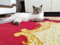 Blue point 1 yaşında erkek kedi