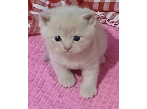  Scottish   kardeşler 