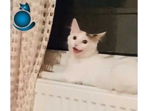 Ömürlük yuva arıyorum 