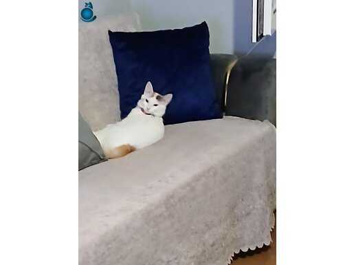 Ailem Olurmusunuz 
