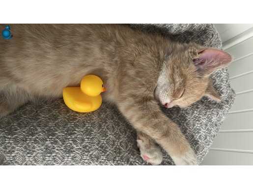 Fındık için yeni ev arıyoruz