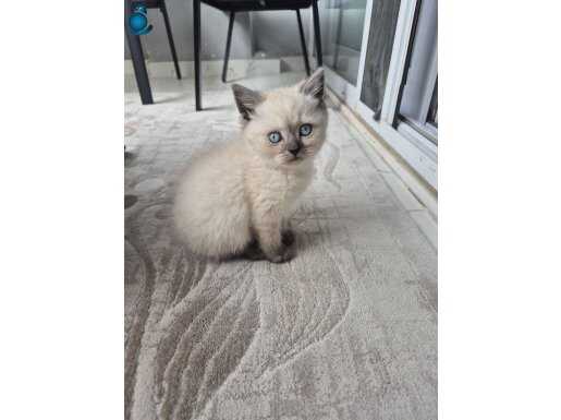 eğitimli oyun seven bir kedi alerjim olduğu icin satıyorum