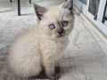 eğitimli oyun seven bir kedi alerjim olduğu icin satıyorum