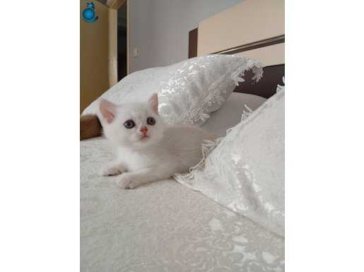 Teslime hazır biritiş bebekler uyguna verilicektir 